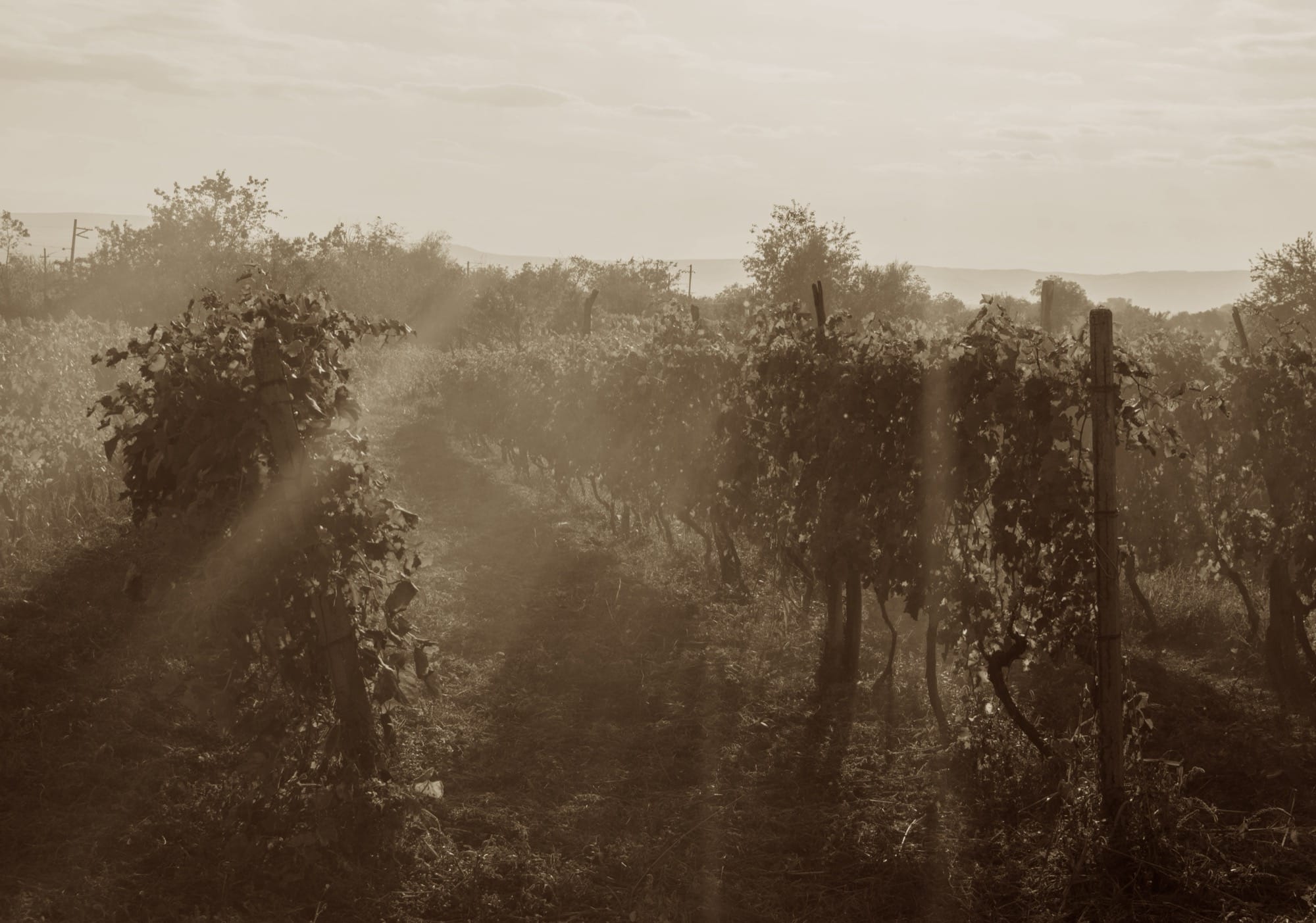 The History of Swan Valley Wine Tours: From Pioneer Days to Premium Tastings